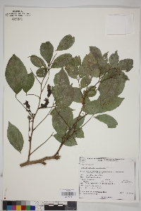 Lonchocarpus lineatus image