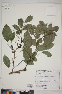 Image of Lonchocarpus lineatus