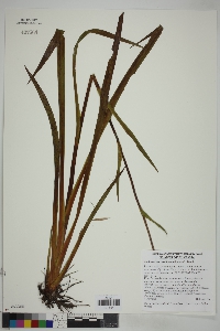 Lachnanthes caroliniana image