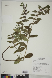 Image Associated With the Occurence