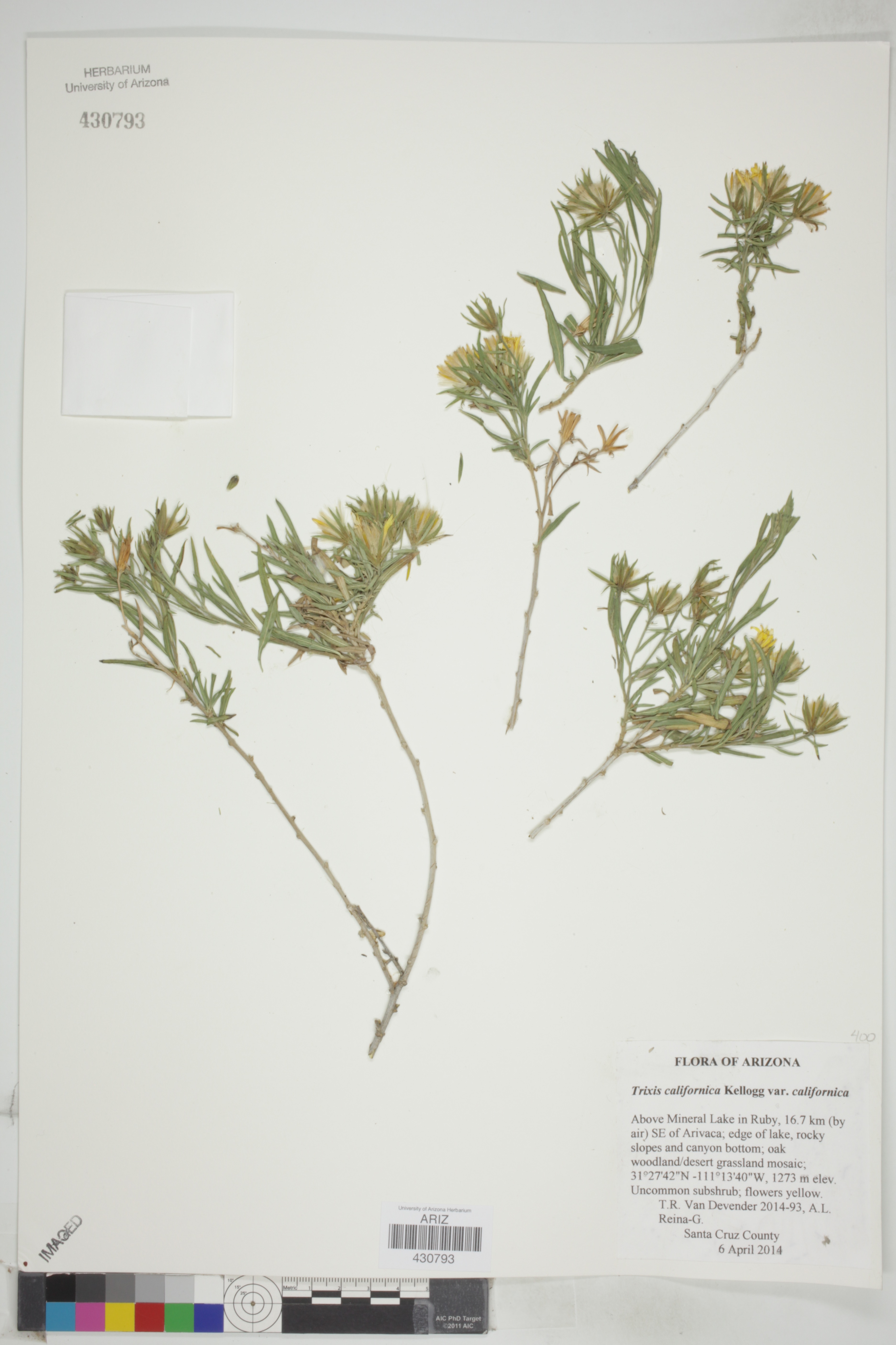 North American Network Of Small Herbariadetailed Collection Record Information
