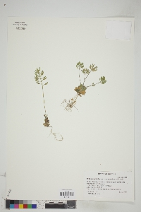 Tomostima sonorae image