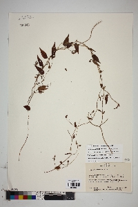 Media resource of Jacquemontia evolvuloides