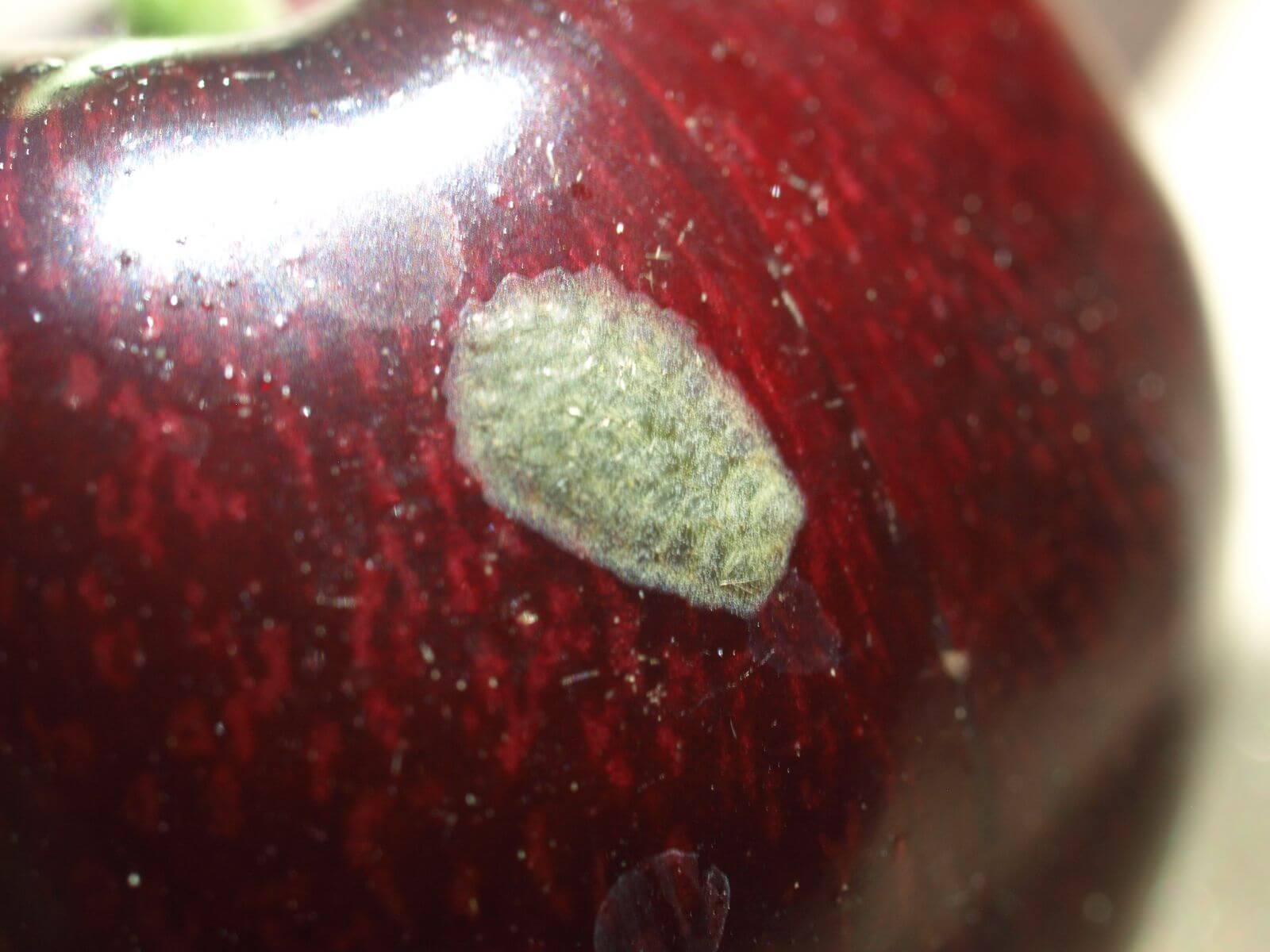 Obliquebanded leafroller egg mass on cherry