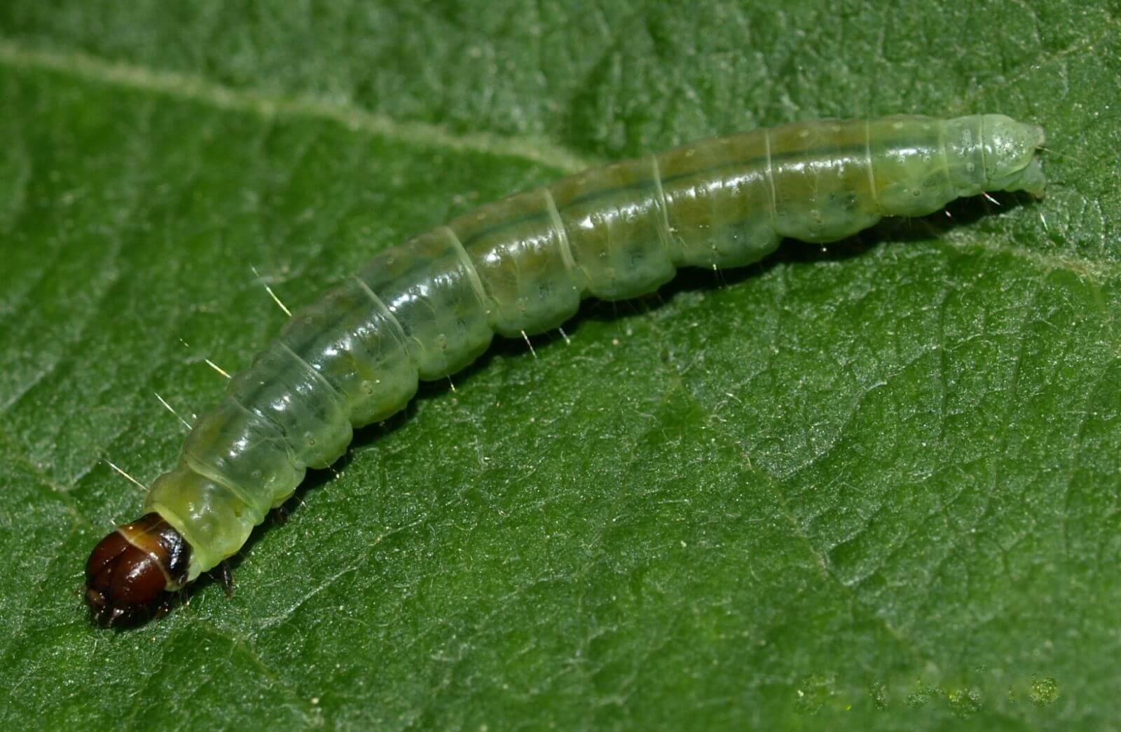 OBLR larvae on leaf