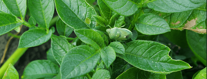 Sting Bug