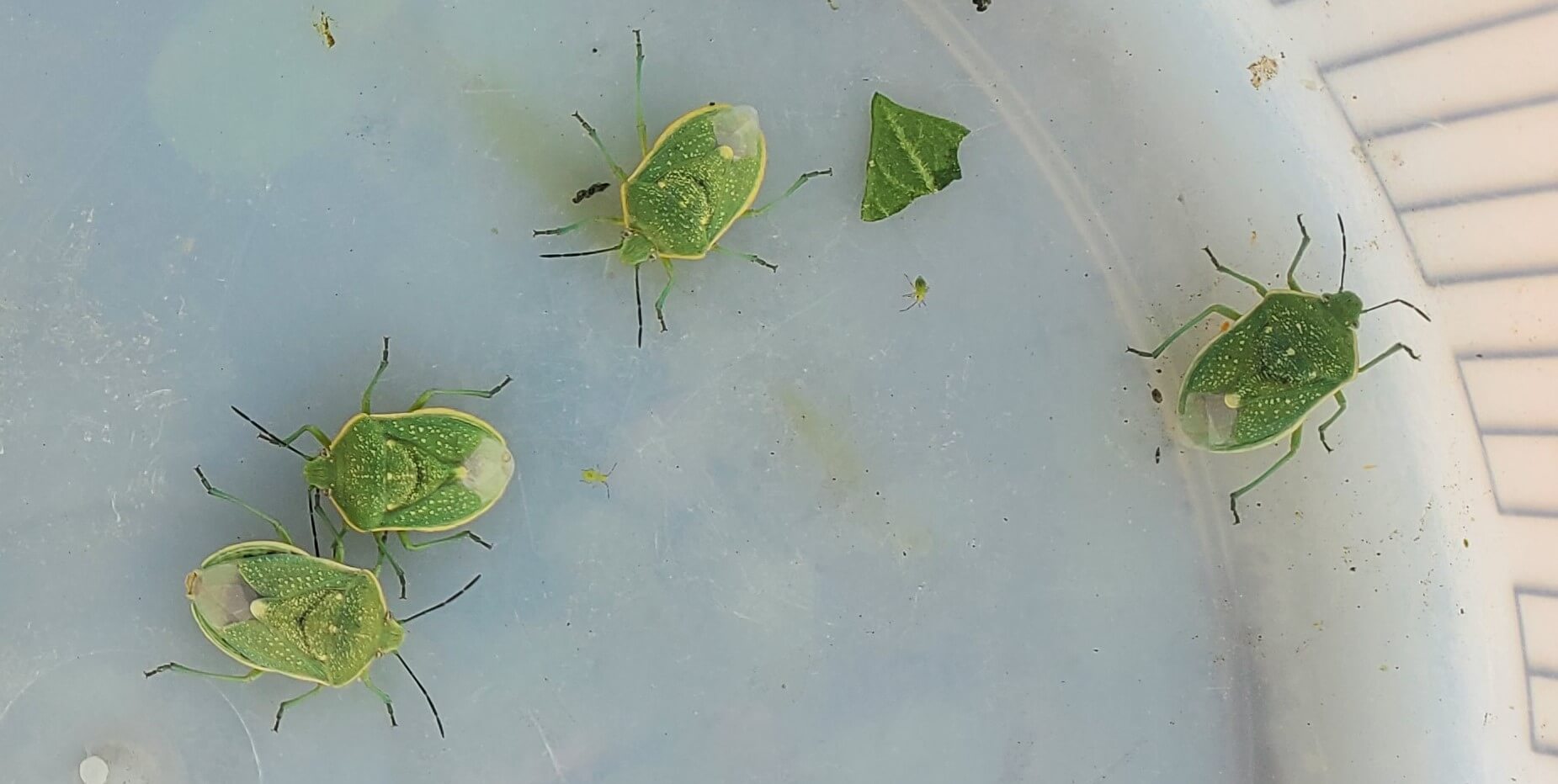Photo of stink bugs by C. Wohleb, WSU Extension (taken on July 29, 2026)