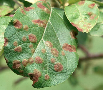Apple scab on leaves