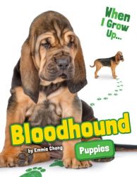 Bloodhound Puppies