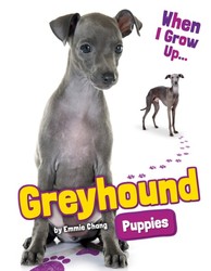 Greyhound Puppies