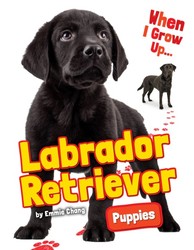 Labrador Retriever Puppies Labrador Retriever Puppies