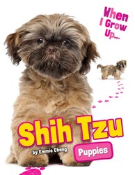 Shih Tzu Puppies
