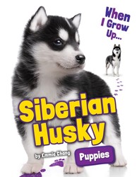 Siberian Husky Puppies