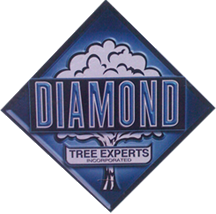 img/diamond-tree-logo-youtube.png