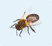Alergia a picadura de insectos