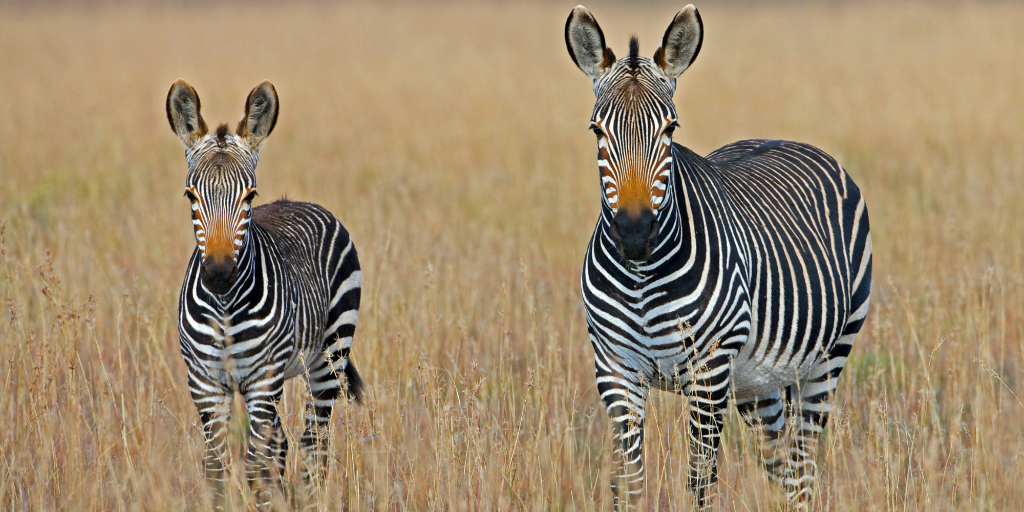 Influent Language Immersion - South Africa: Cape Town 5