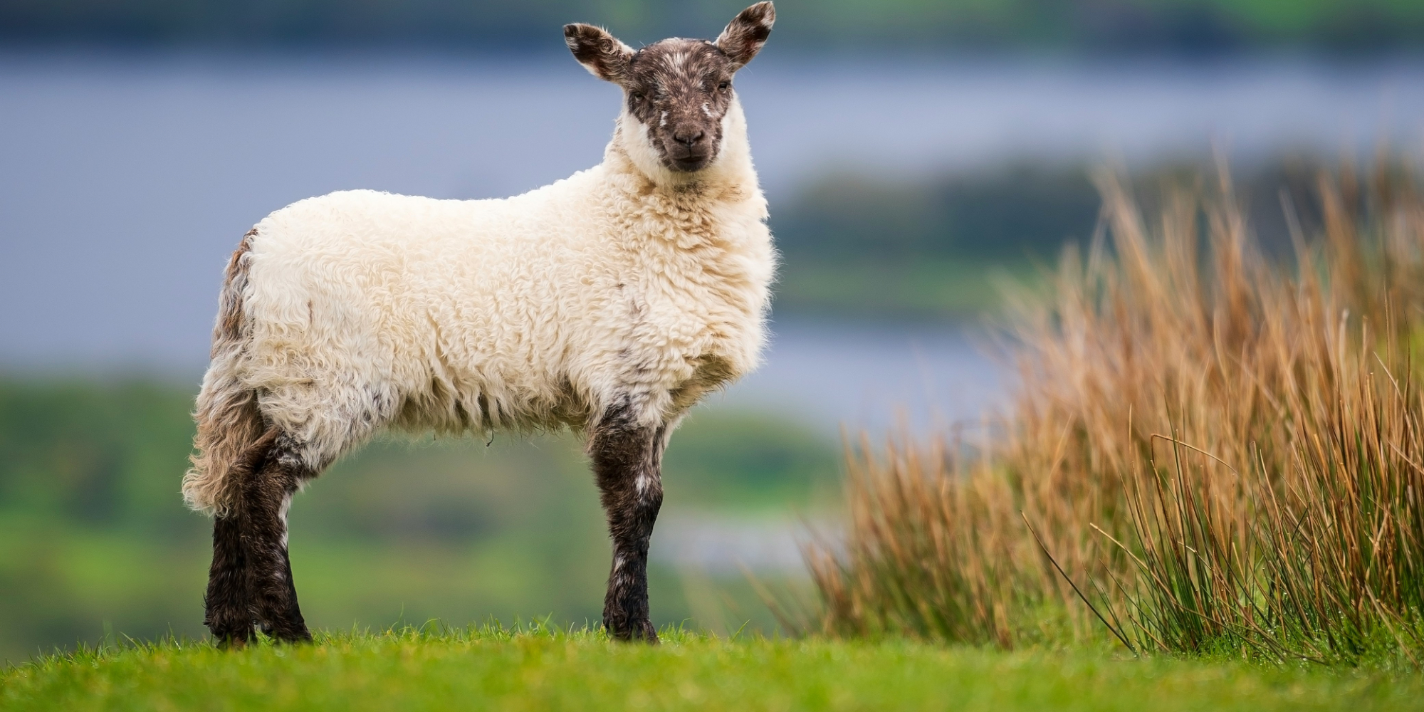Influent Language Immersion - Ireland: Cork, Limerick, Galway, Mayo & Sligo 5