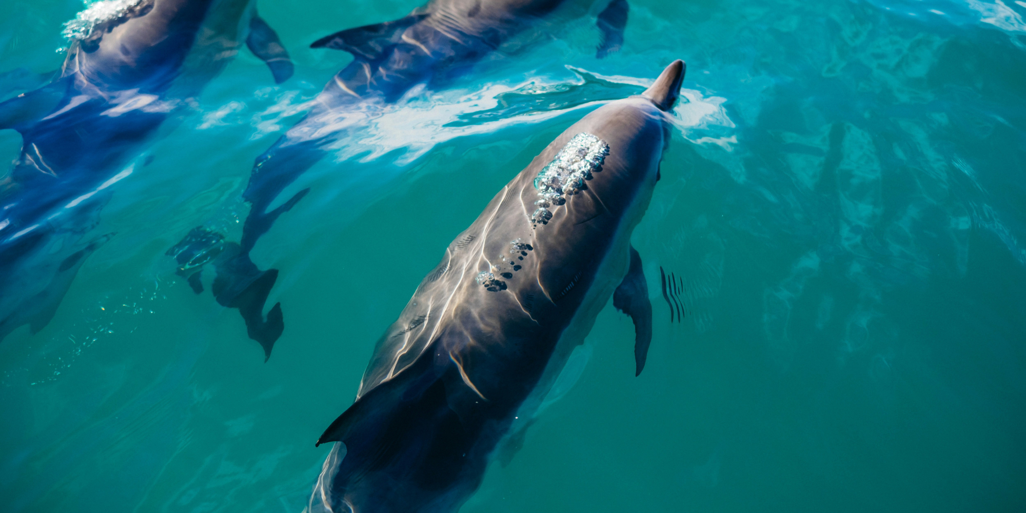 Influent Language Immersion - New Zealand: Auckland, Christchurch 6