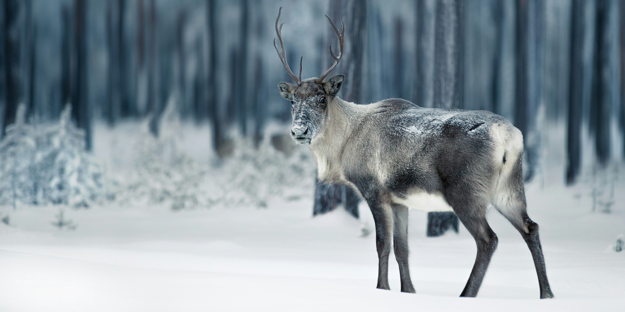 Influent Language Immersion - Finland Helsinki & Turku 5