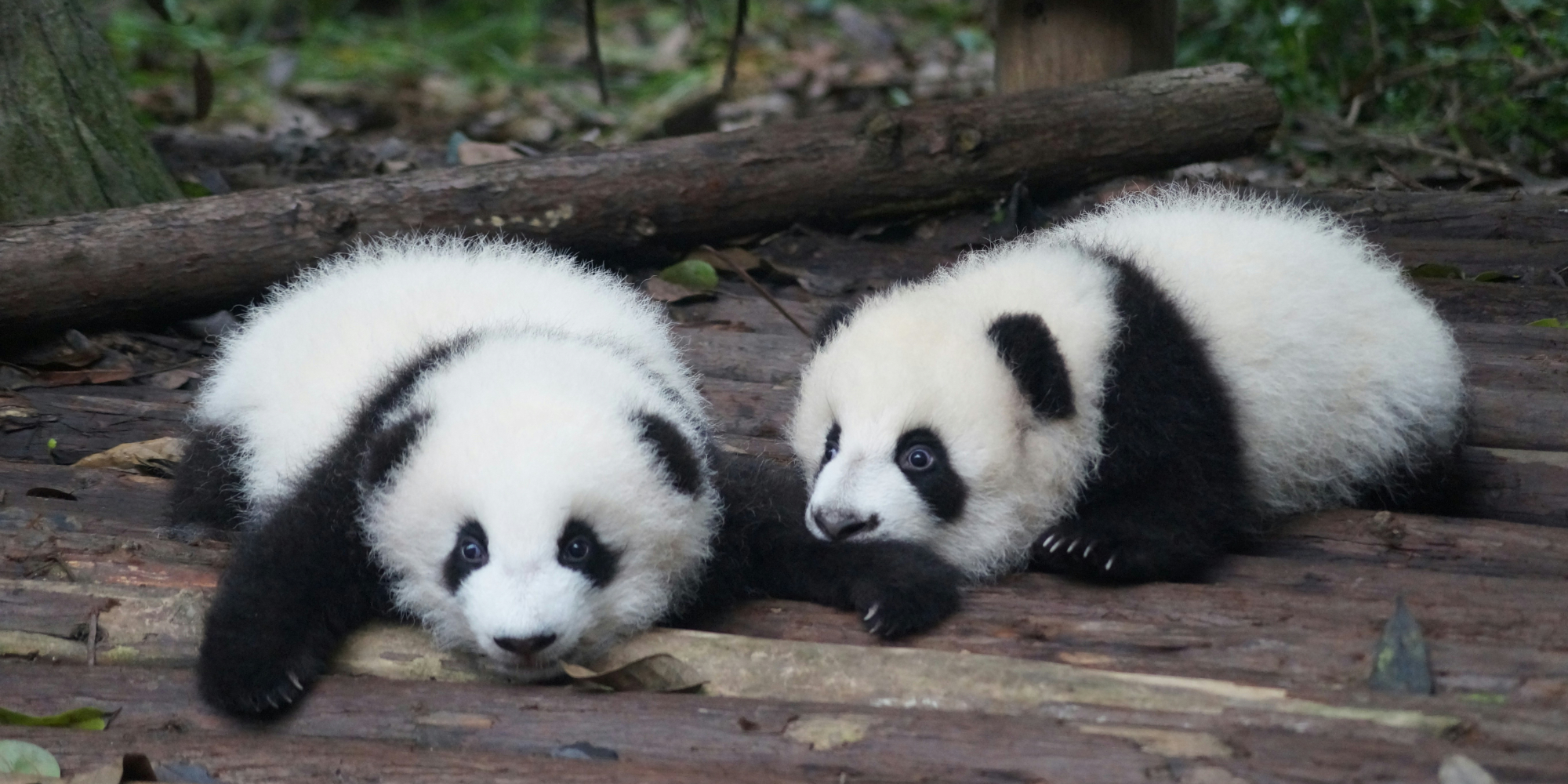 Influent Language Immersion - China: Nanjing, Shanghai 6