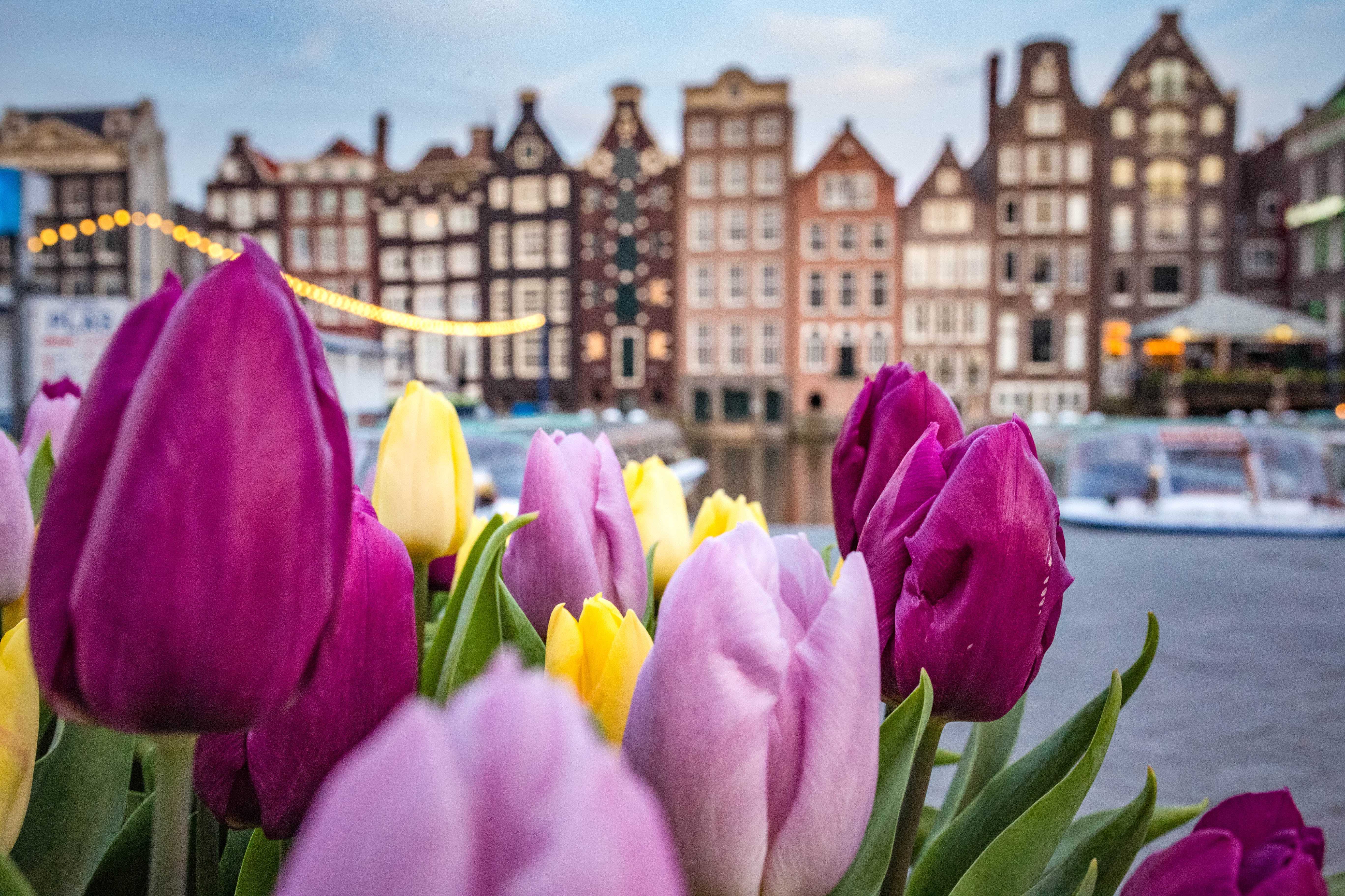 Influent Language Immersion -The Netherlands: Amsterdam, Central Holland 6