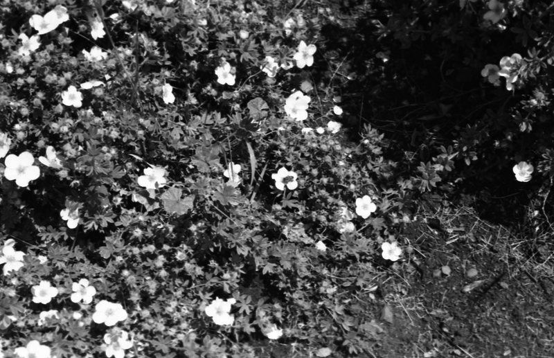 1981 Flowers 01
