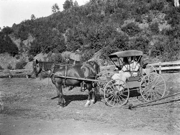 Horses and Carriage 2