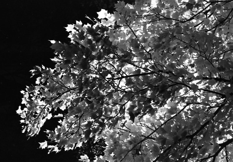 1977 Campus Foliage