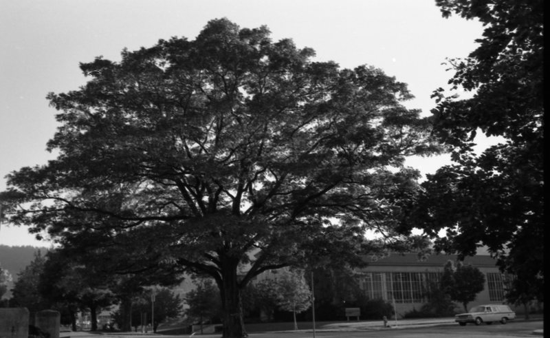 1976 Campus Tree
