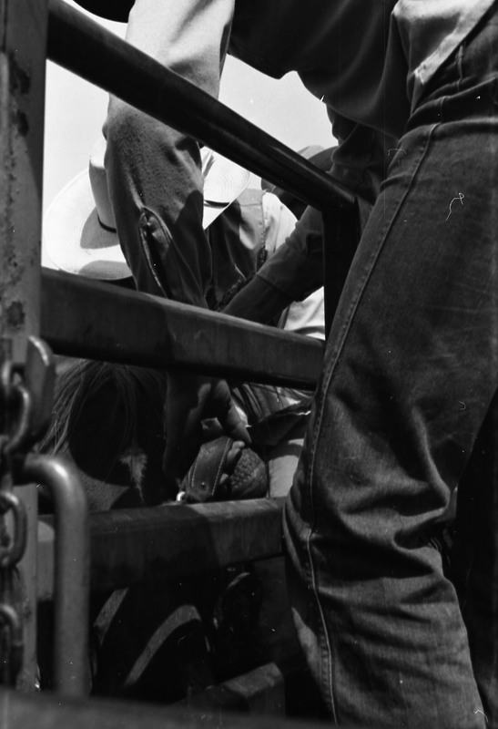 1981 Rodeo, Cowboys in Chute 18