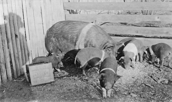 Reuter, Pigs 1
