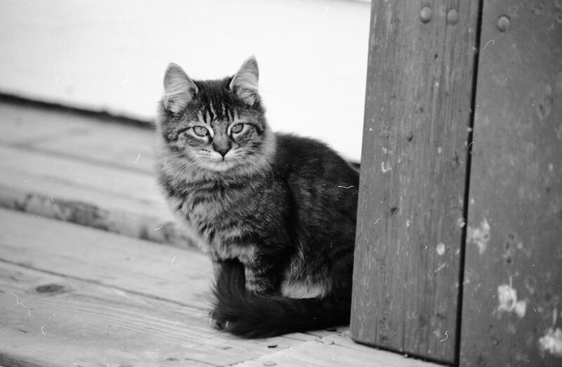 1985 Kittens 04