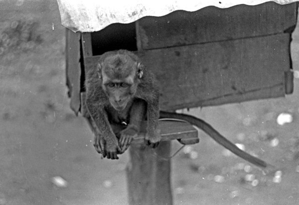 A monkey, named Jocko, sitting on a ledge of a small habitat that is raised off of the ground by a wooden pole.