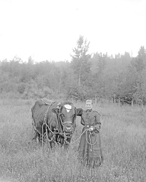 Cove, Woman &amp; Cow