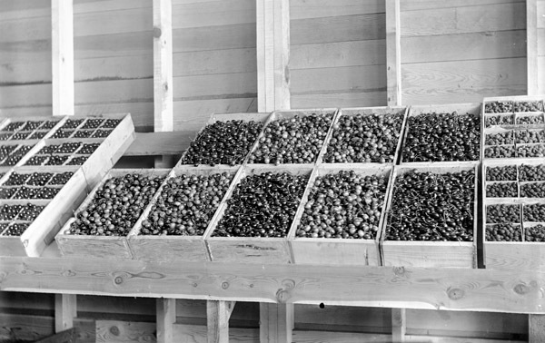 Cove, Cherry Fair Display 19