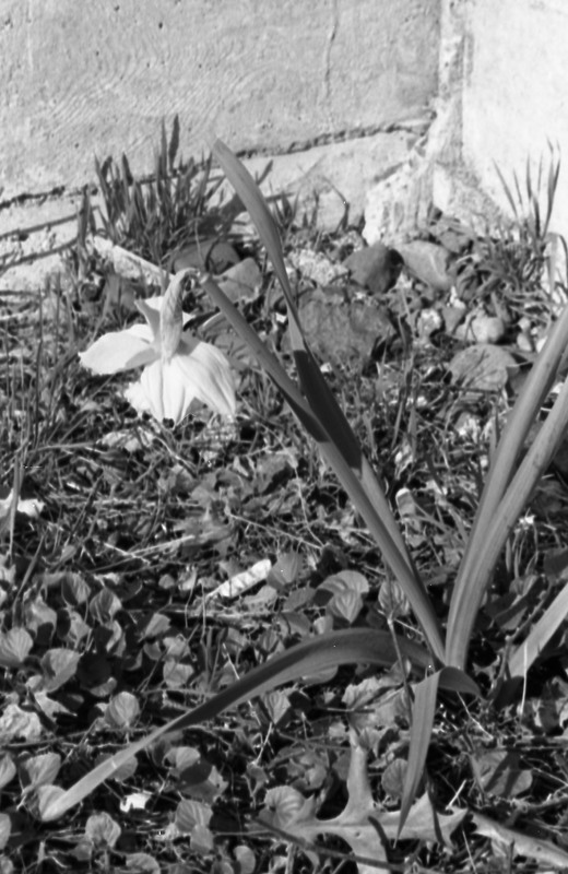 1985 Daffodils 05