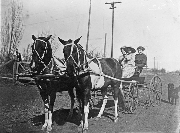 Horses and Carriage 1