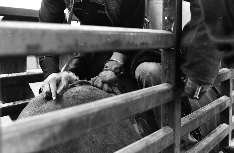 1981 Rodeo, Cowboys in Chute 05