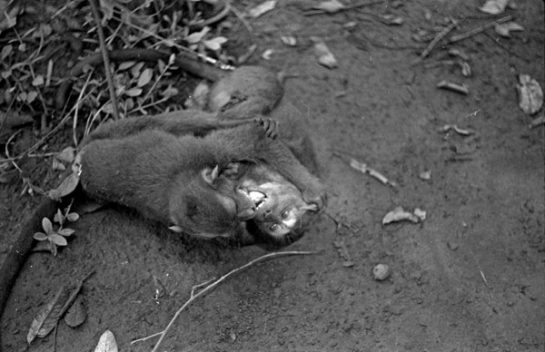 A monkey, named Jocko, laying on the ground wrestling or playing with another monkey.