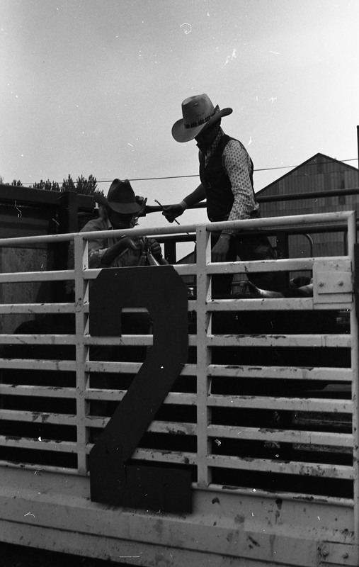 1981 Rodeo, Cowboys in Chute 14