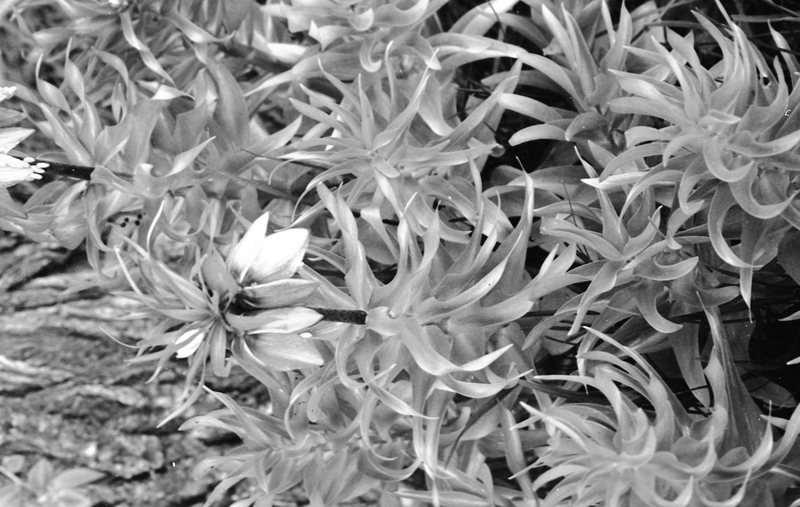 1986 Flowers 03
