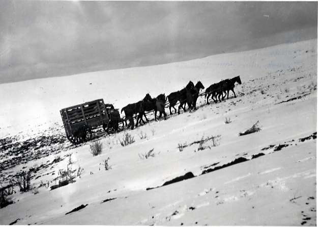 1912 Oregon, Elk Imports 1