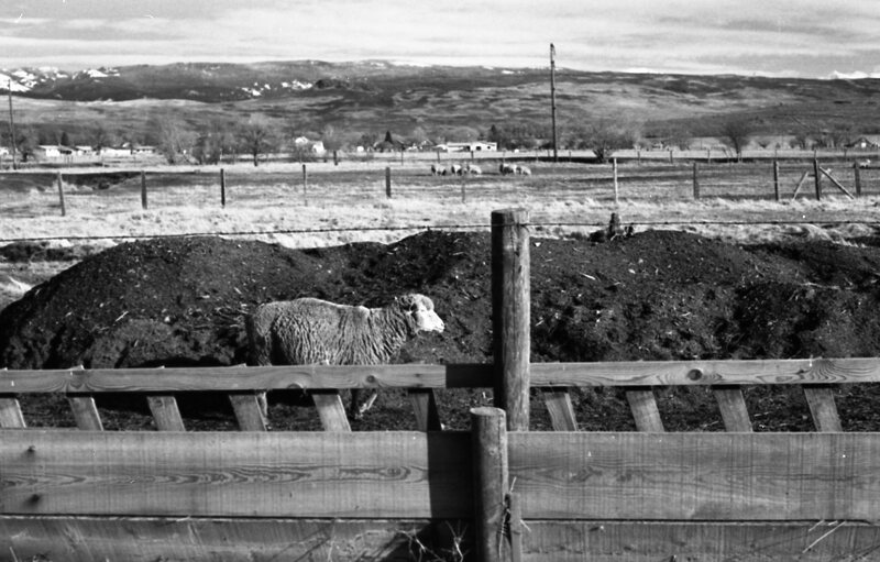1978 OSU Union Experimental Field Station, Livestock 14