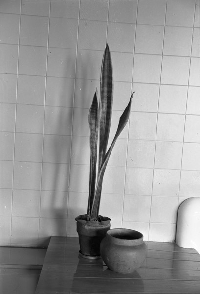 Cove Pool, Plant