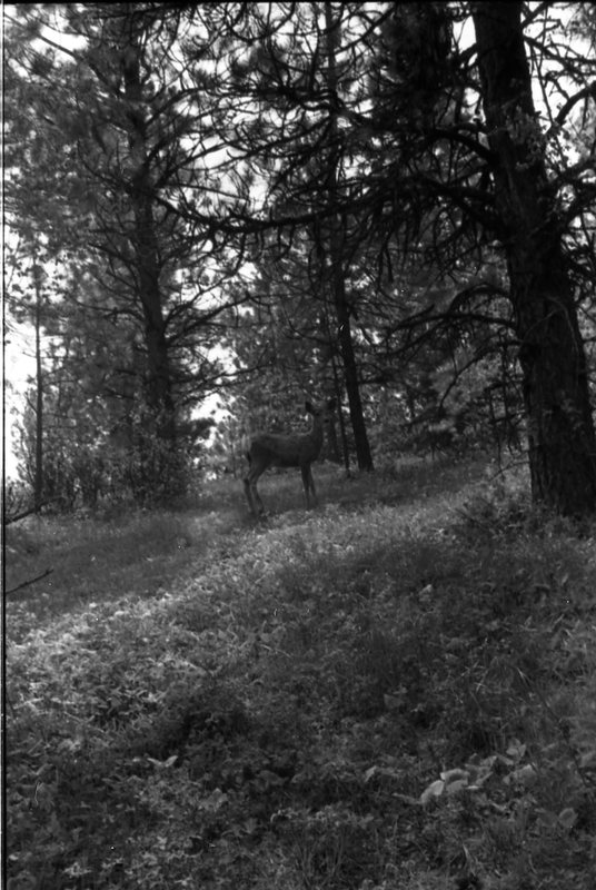 1989 Deer 01