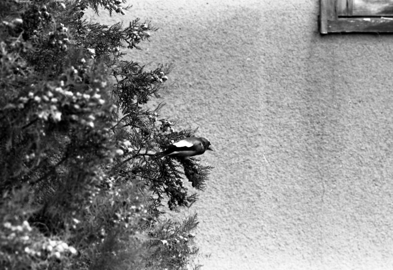 1977 Birds, Migratory 06