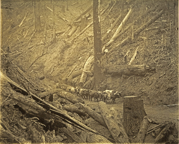 Imbler, Logging