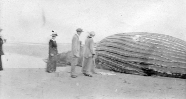 North Beach, Beached Whale 1