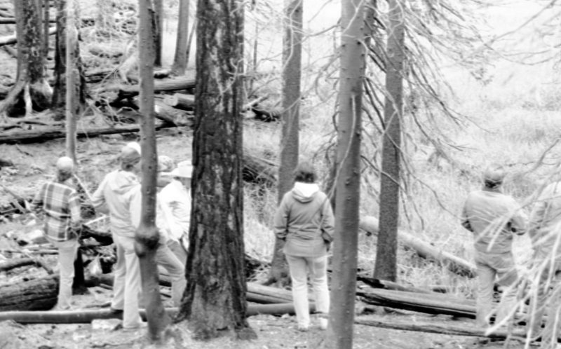 1987 Field Trip, Forest 01