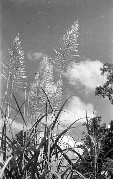 Kunai Grass 1